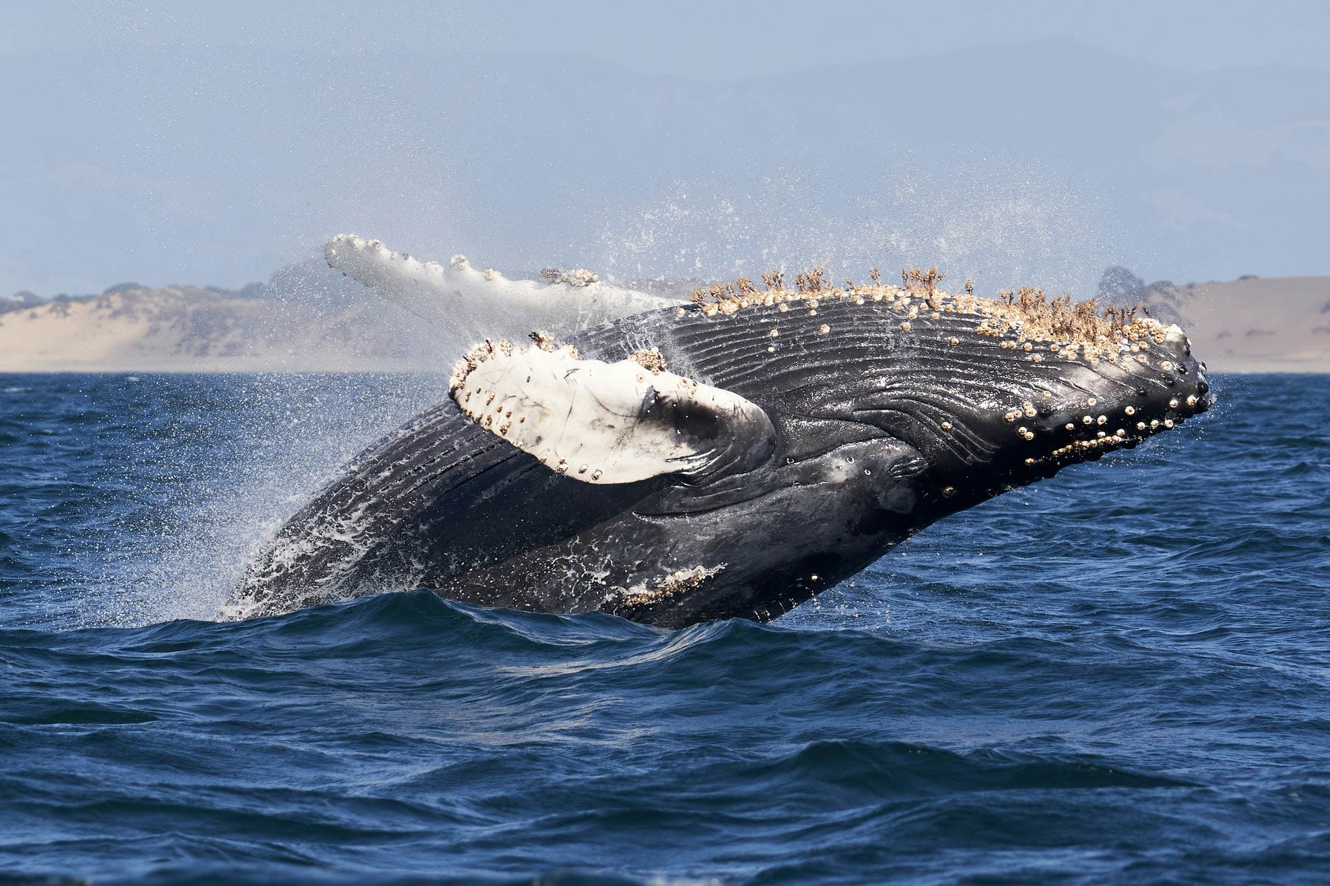 Dolphin Fleet whale watch boat