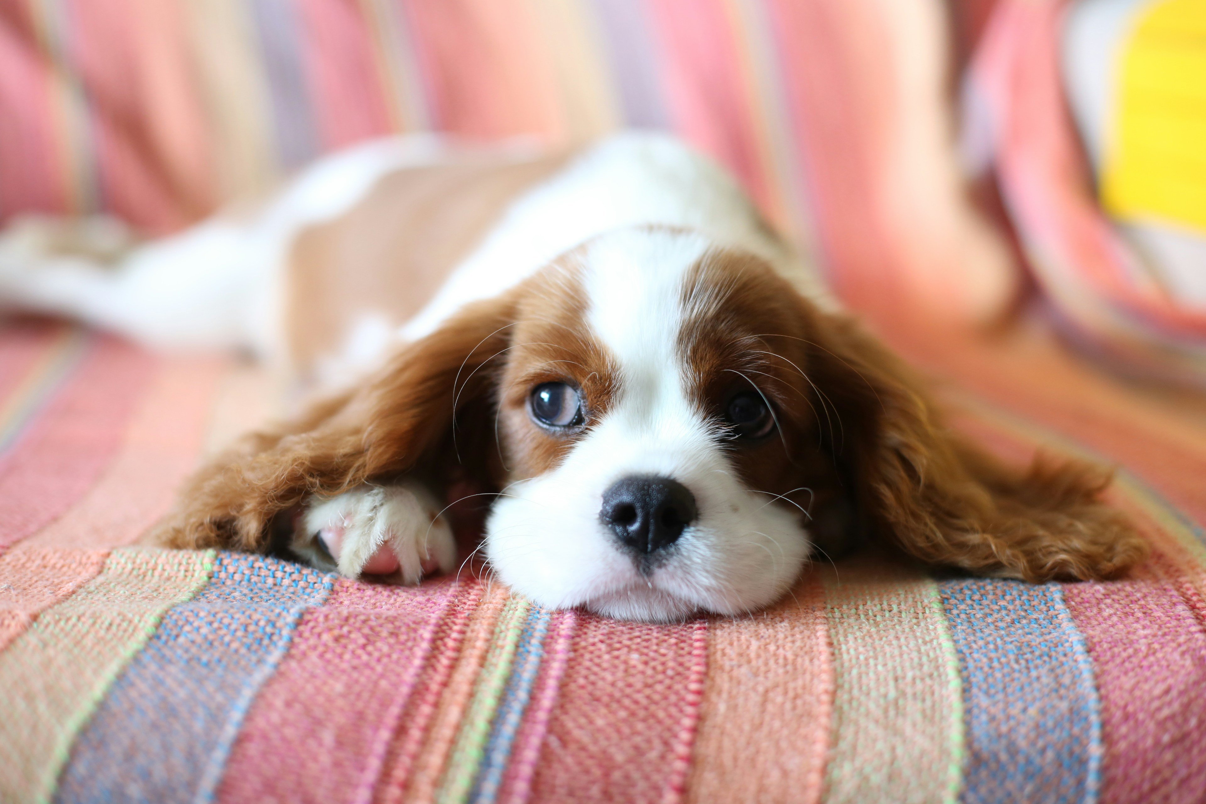 Animals & Pets