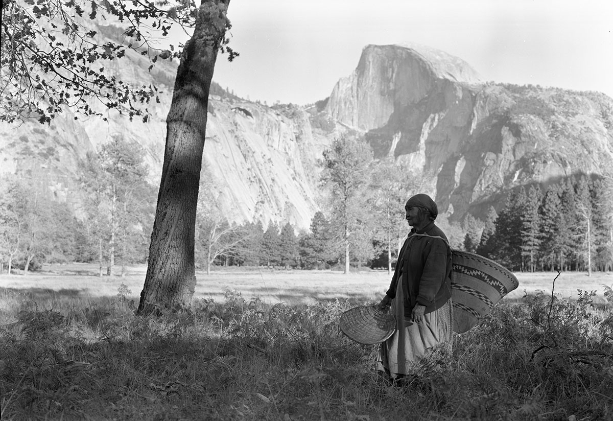 Ta-buce collecting acorns in Yosemite Valley