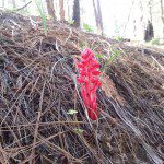 snowplant