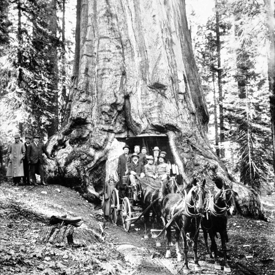 Passenger wagon passing through the Wawona Tunnel Tree