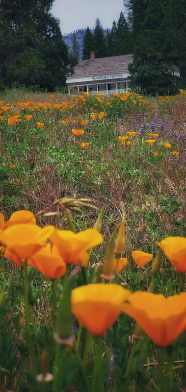 Orange poppies blooming in Wawona
