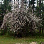Pink crab apple tree blossoms on Chilnualna Falls Road