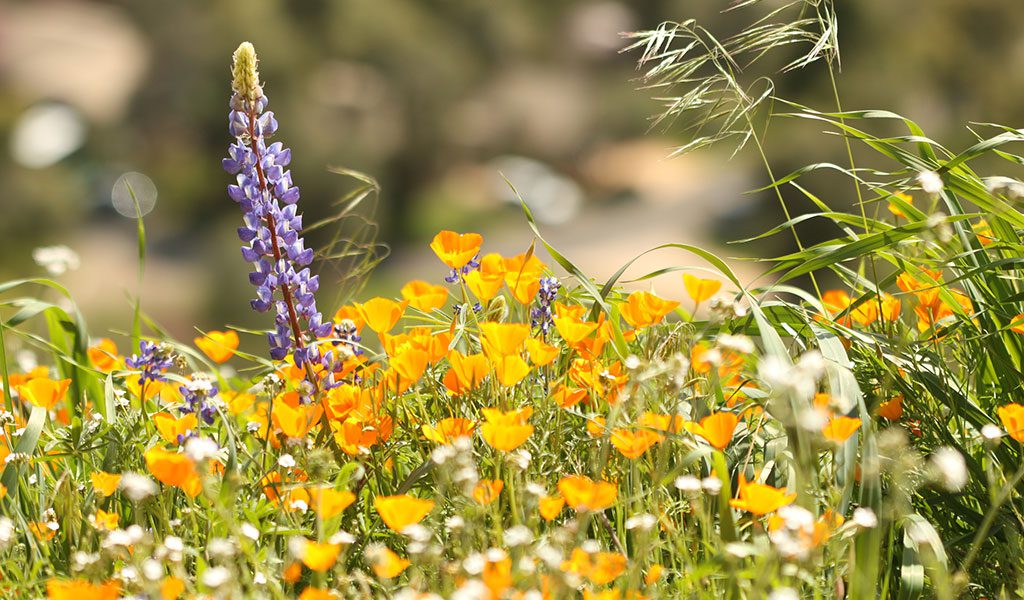 spring wildflowers at lower elevations