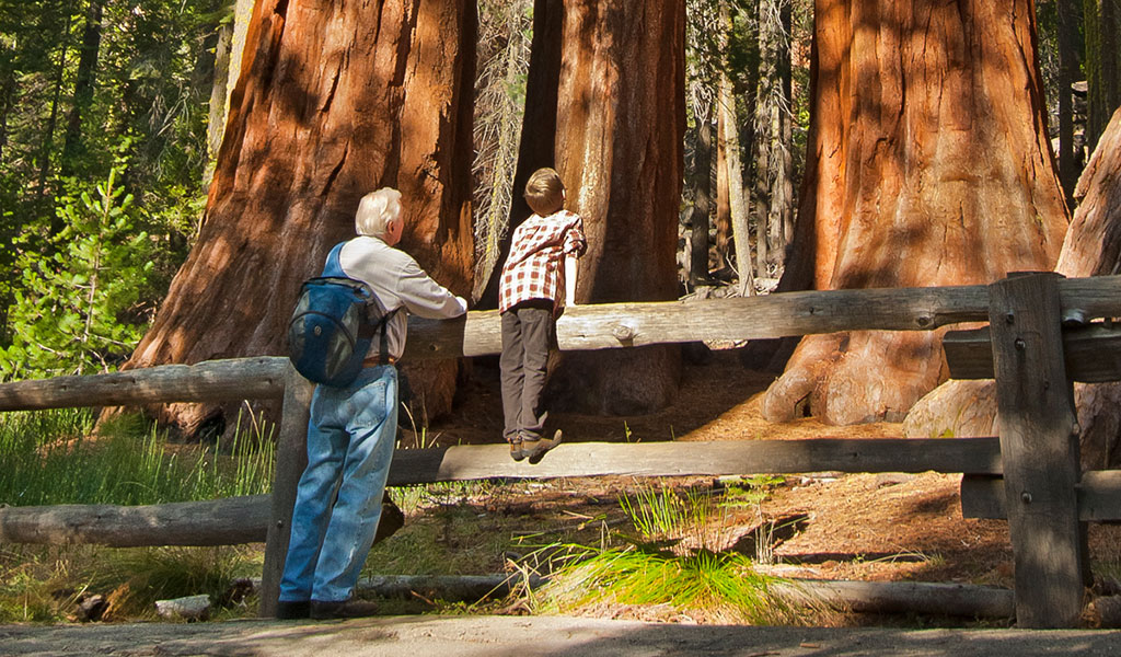 Grandpa and grandson sharing a view of giant sequoias