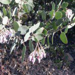 Manzanita flowers