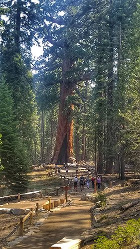 The Grizzly Giant trail with tiny people on it.