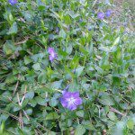 purple flowers