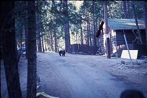 Bear in Wawona at night