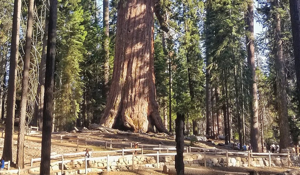 Base of the Grizzly Giant