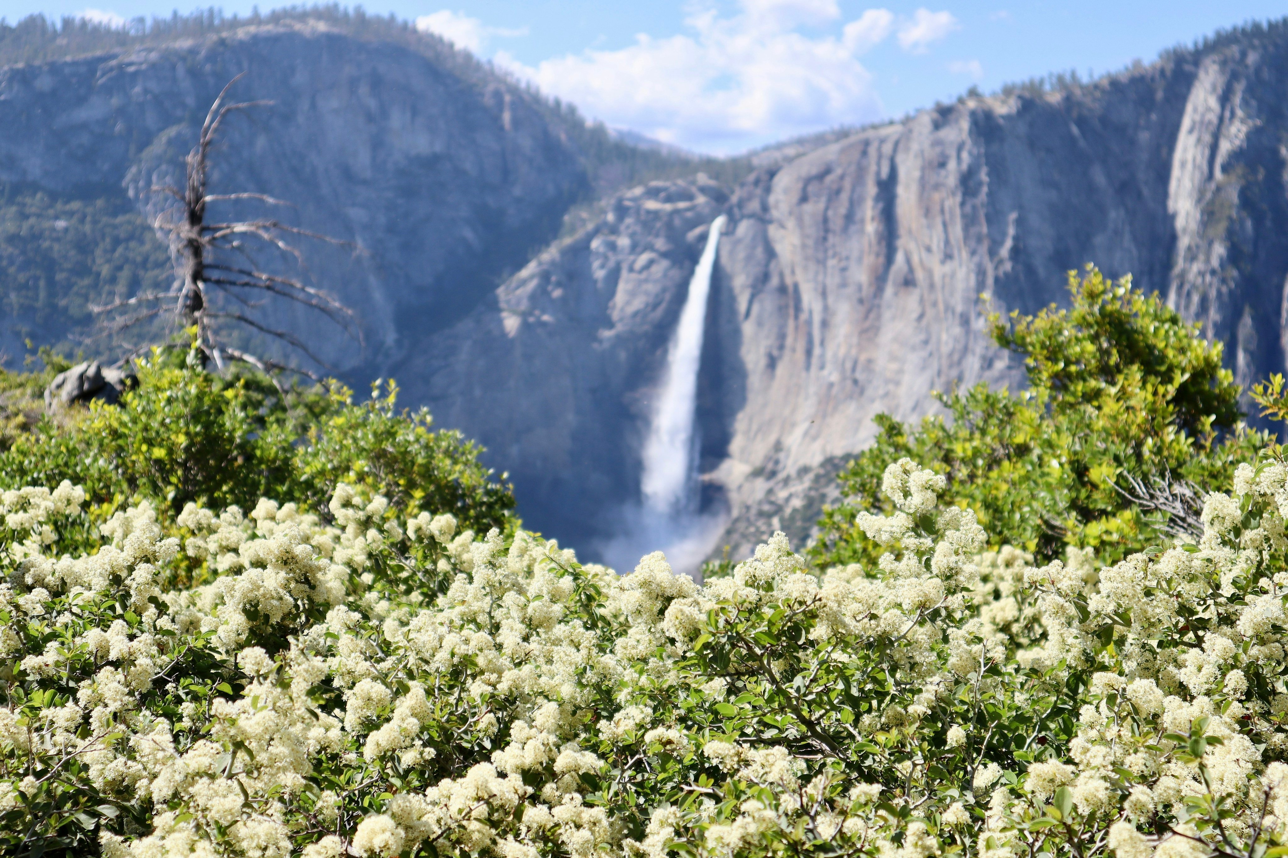 Yosemite Falls with spring blossoms in the foreground