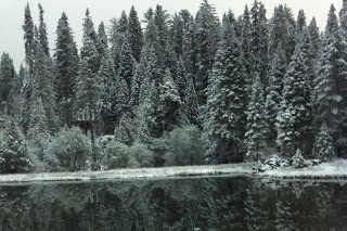 Snow-covered pines reflected in a lake at Fish Camp