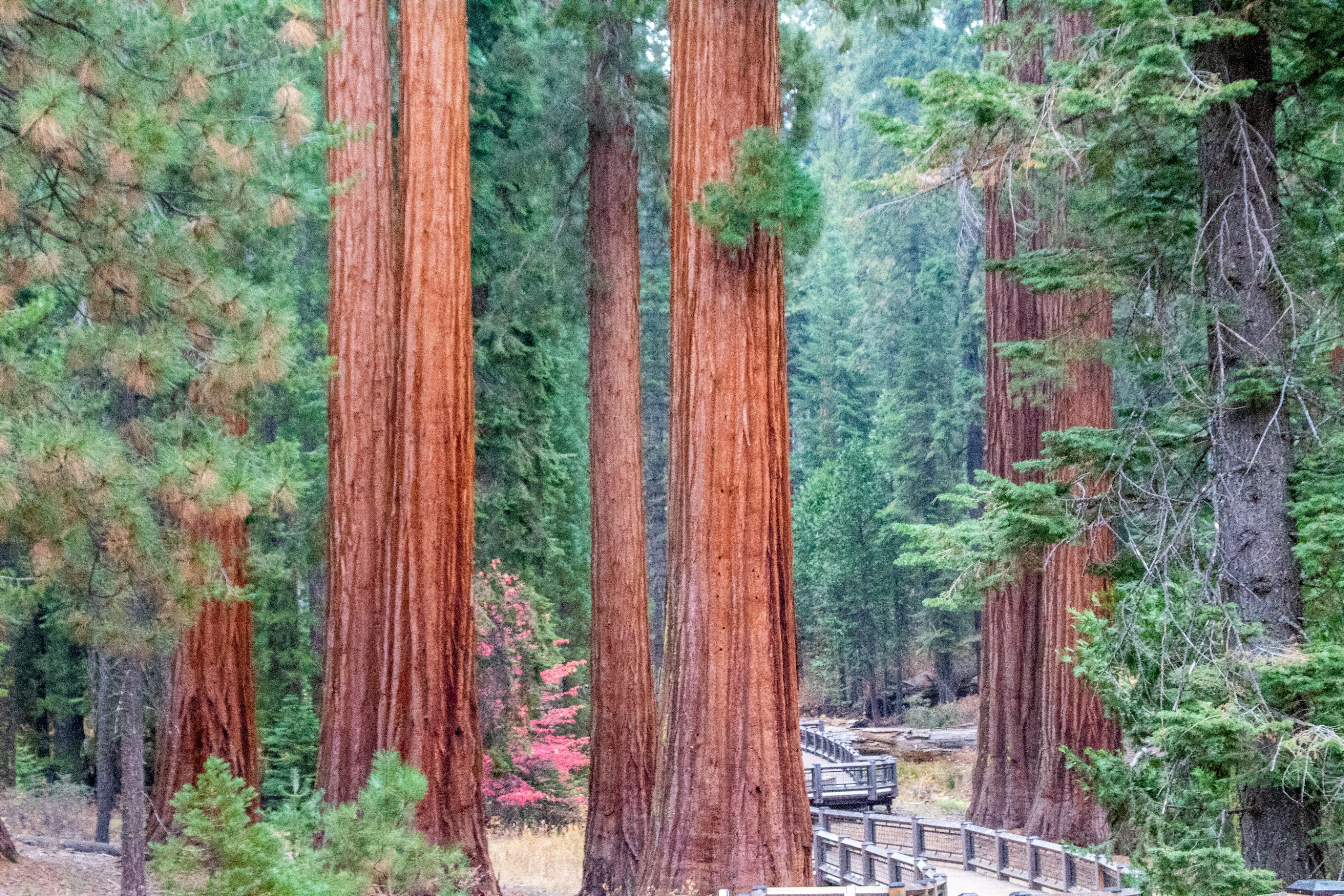 Giant sequoias, Mariposa Grove, Yosemite