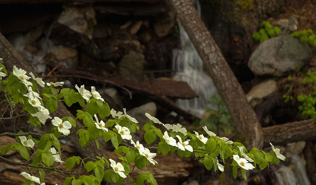 Dogwood blossoms by the river