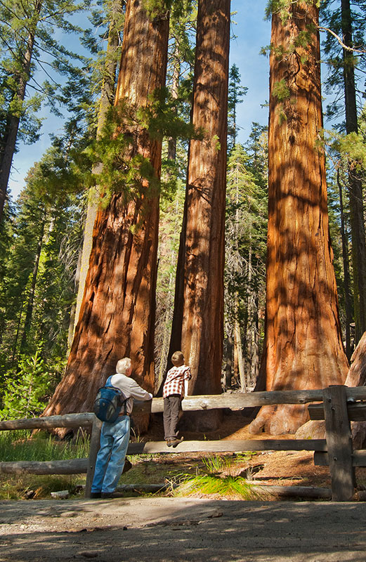 Grandfather and boy admire Giant Sequoias together