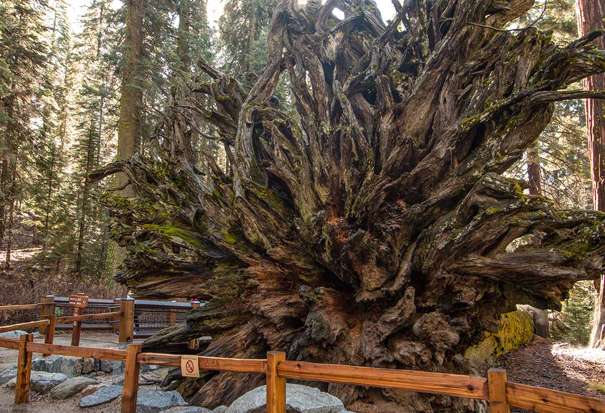 View of the roots of the Fallen Monarch