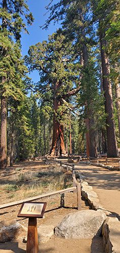 Grizzly Giant with interpretive sign