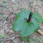 Narrow-Petaled Trillium