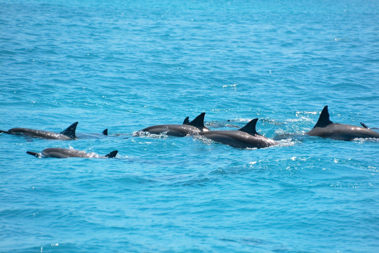 dolphins