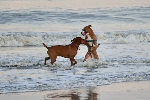 Dogs playing on the beach