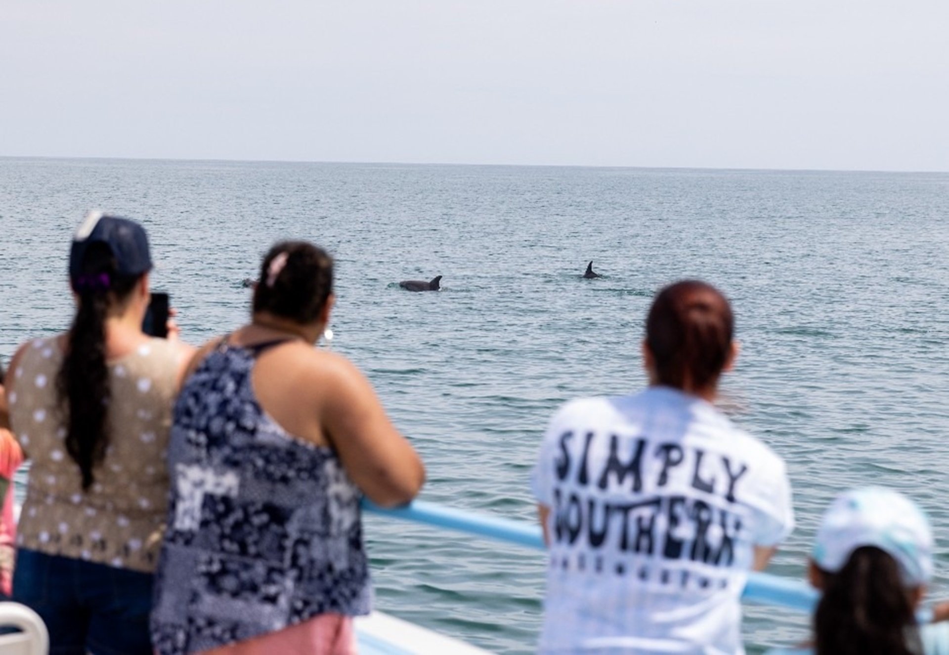Dolphin watch tour off Murrells Inlet