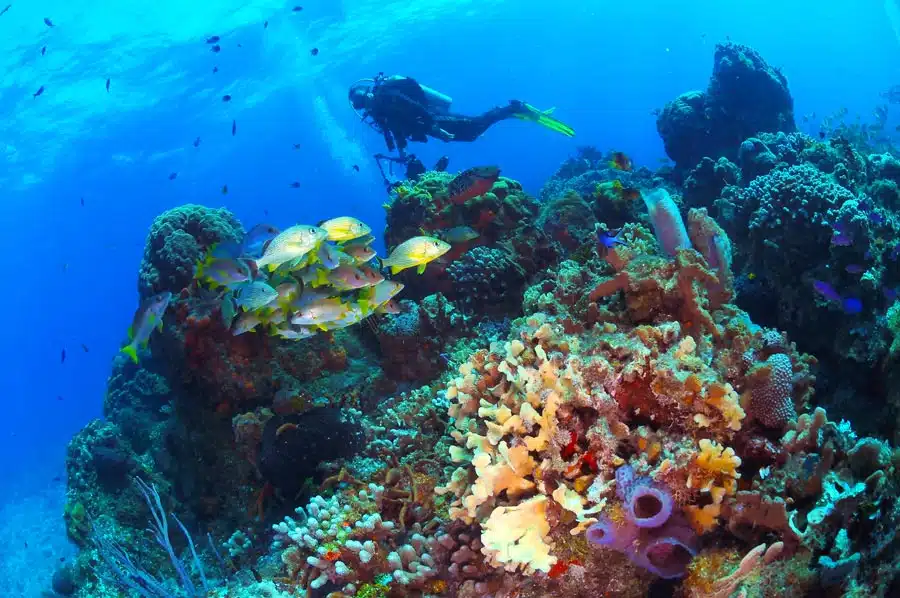 What to Do in Cozumel for a Day