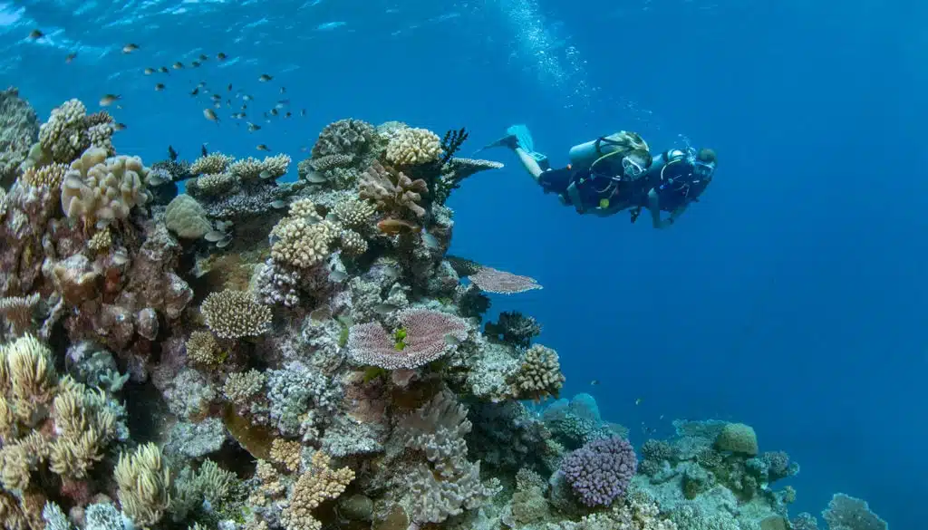 buceo en playa del carmen