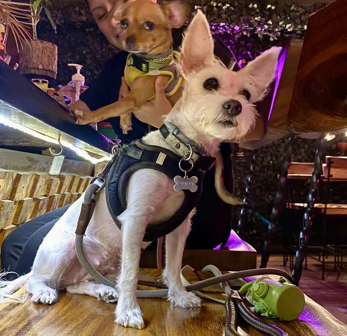pet friendly bars in playa del carmen