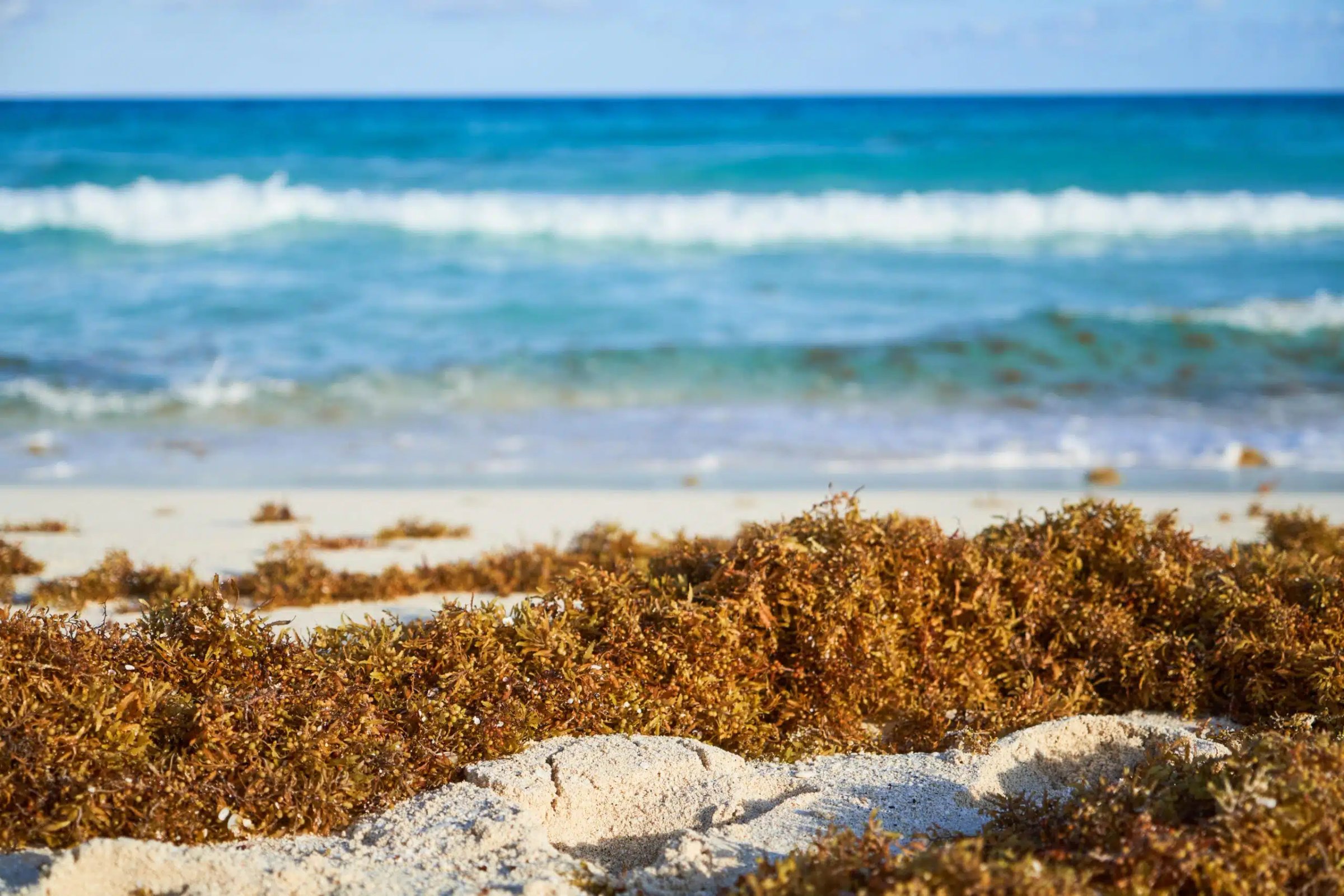 Sargazo en Playa del Carmen: lo que necesitas saber