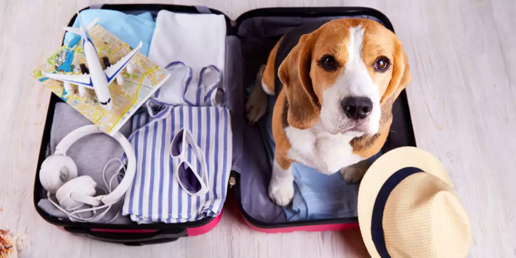 is playa del carmen pet friendly?