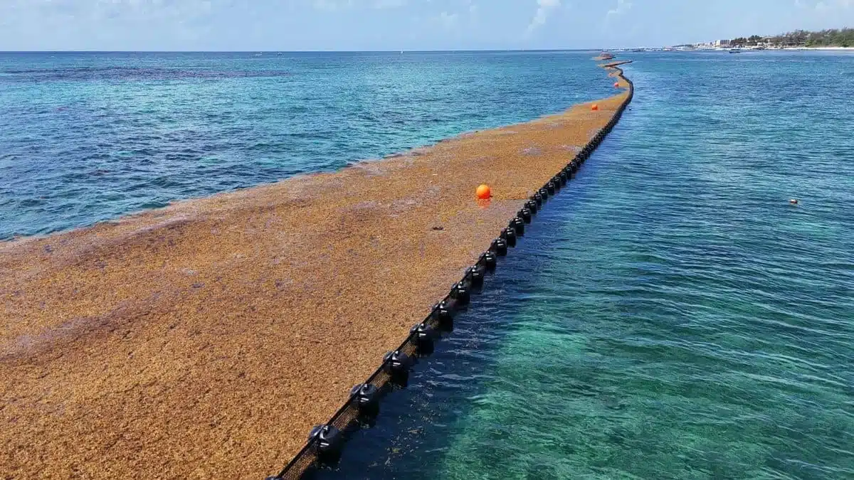 sargassum collection on playa del carmen beach in 2026