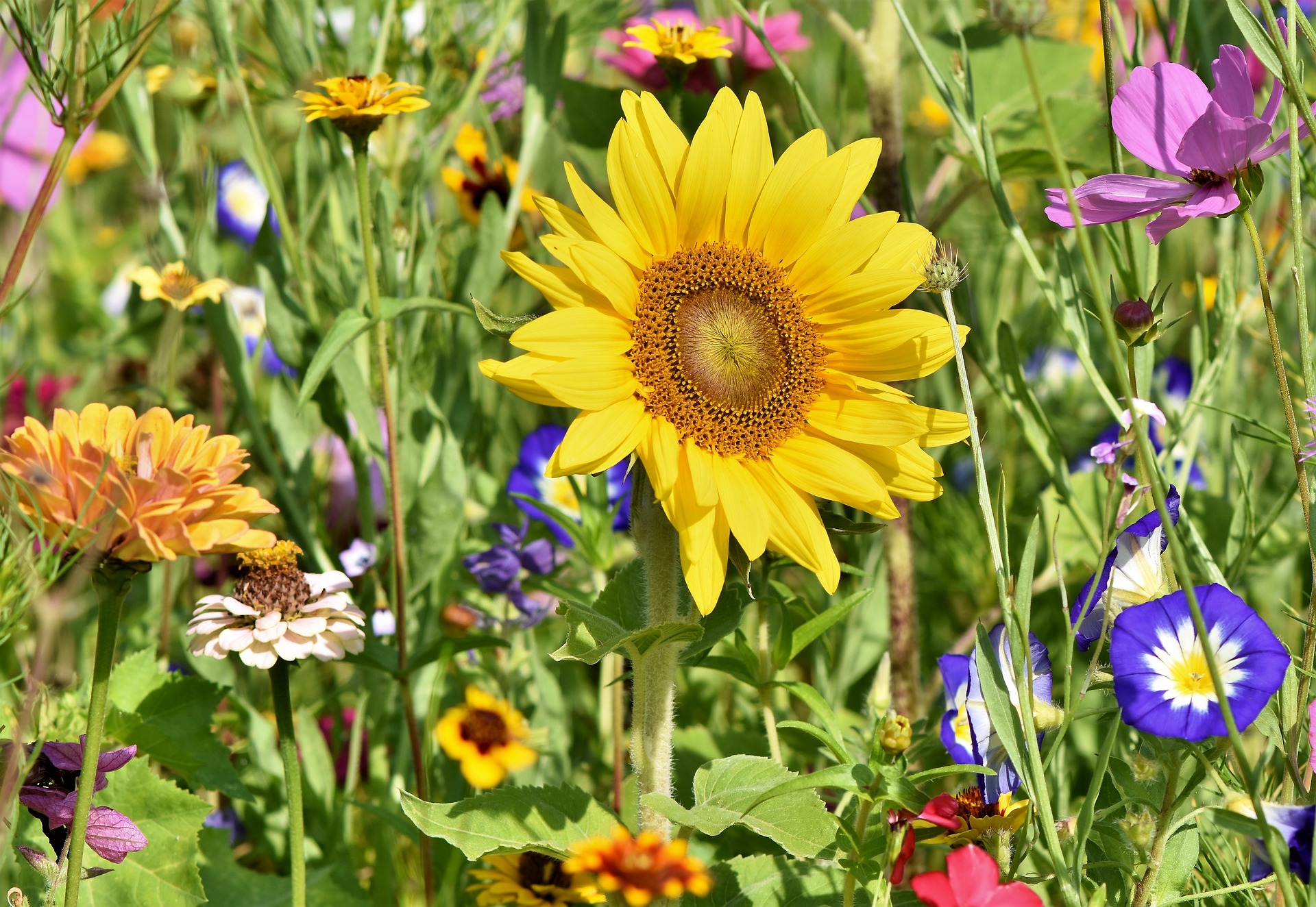 See wildflowers and more when you embark on Dripping Springs sightseeing adventures