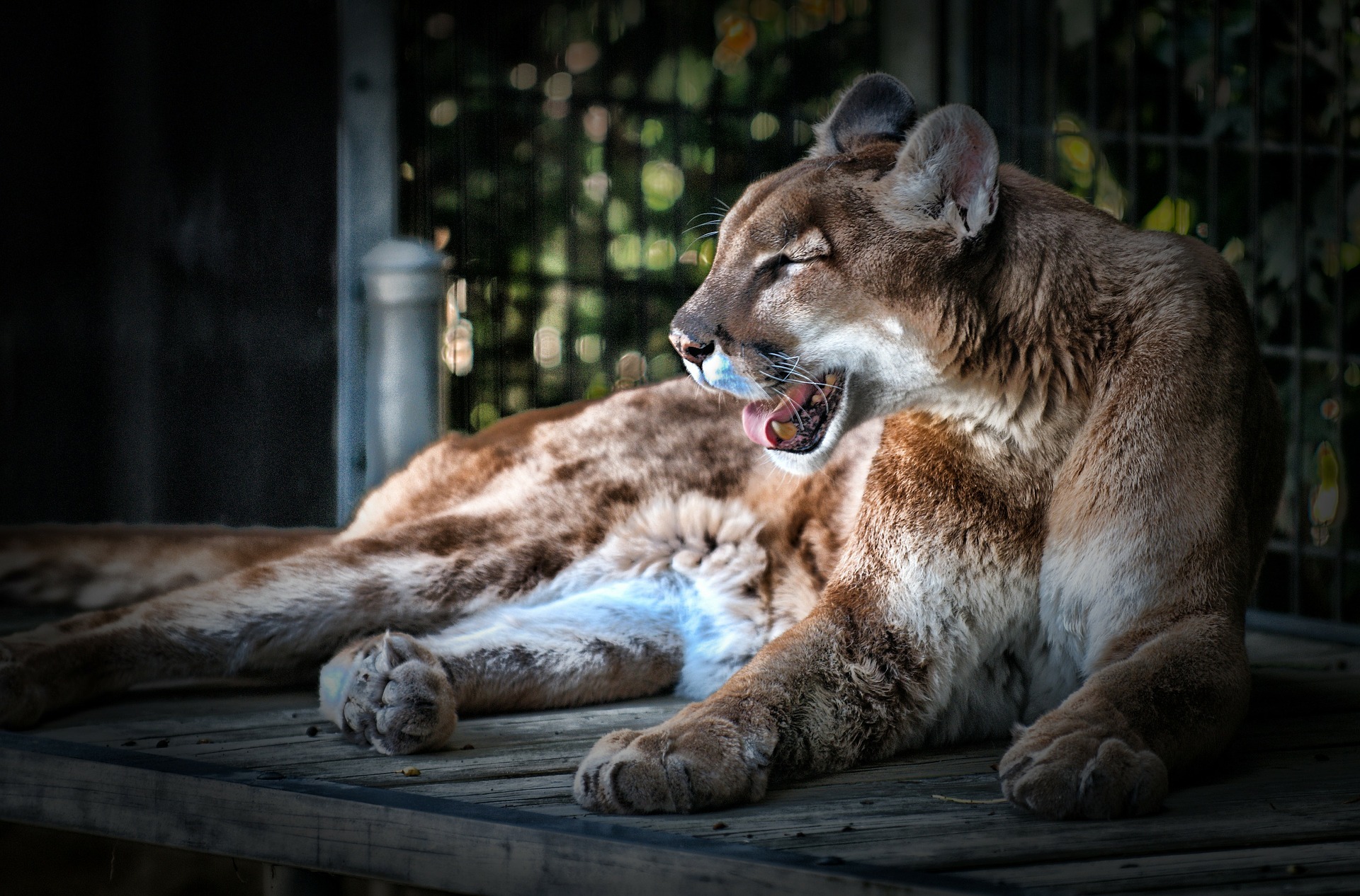 Check out the zoo on list of Dripping Springs activities