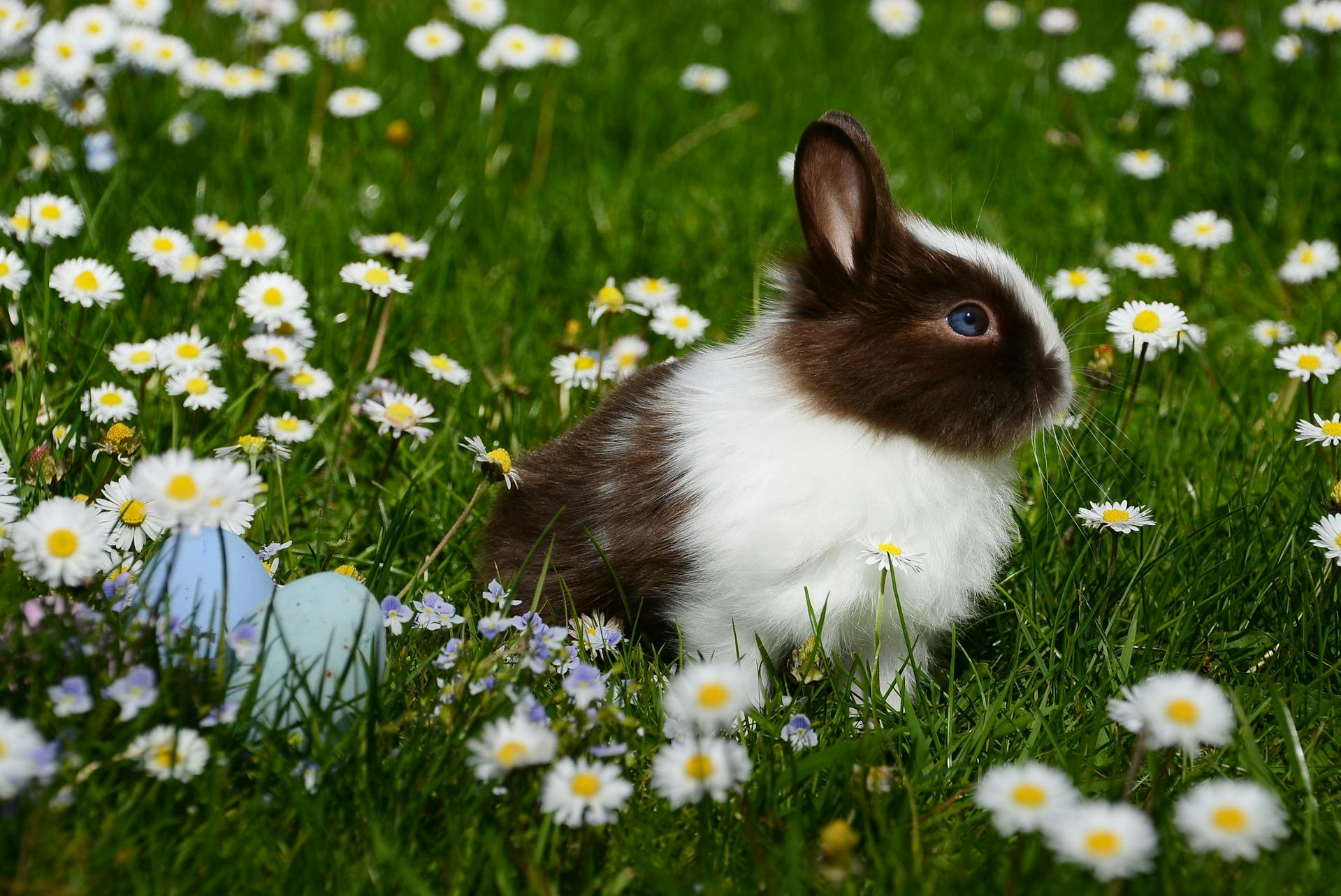 Top 5 Easter Activities in Austin