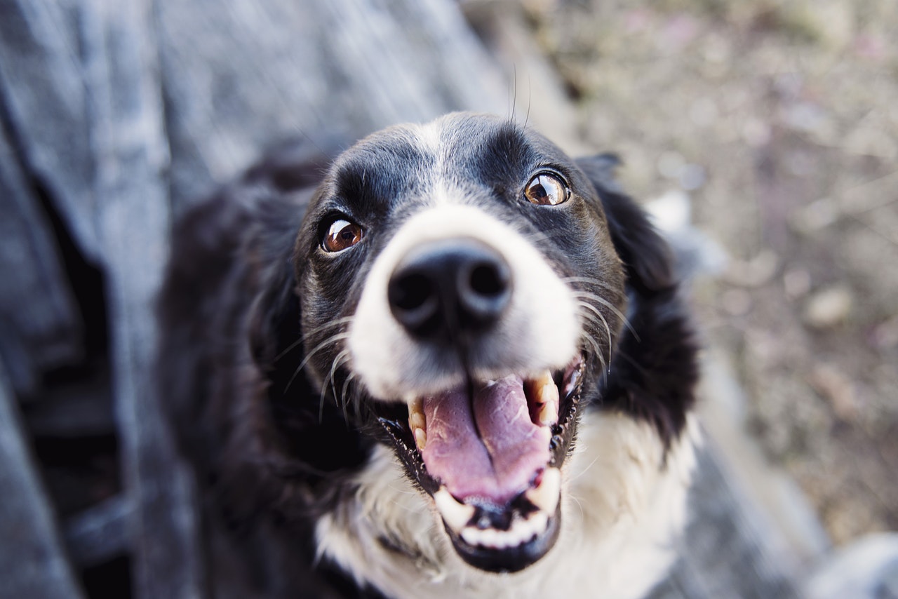 pet friendly Austin