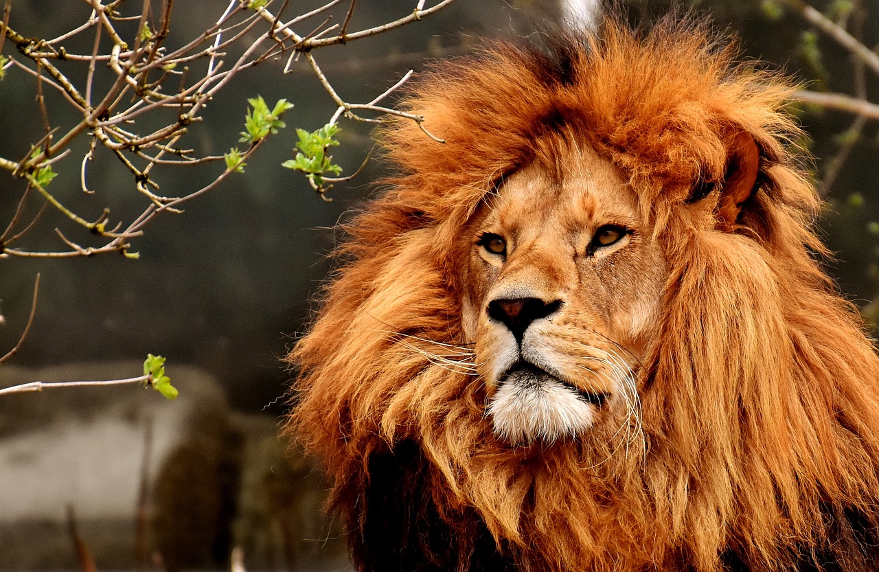 Enjoy the zoo and other summer activities in Dripping Springs