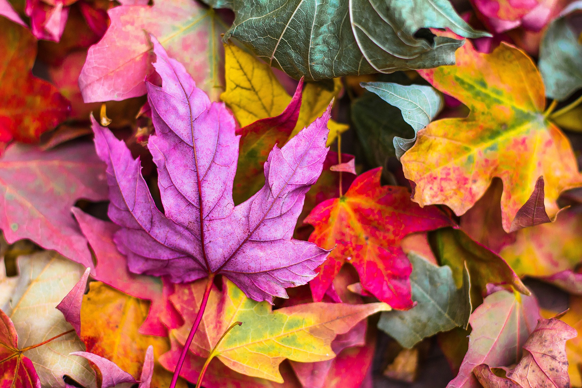 See maple trees and more at Lost Maples State Natural Area