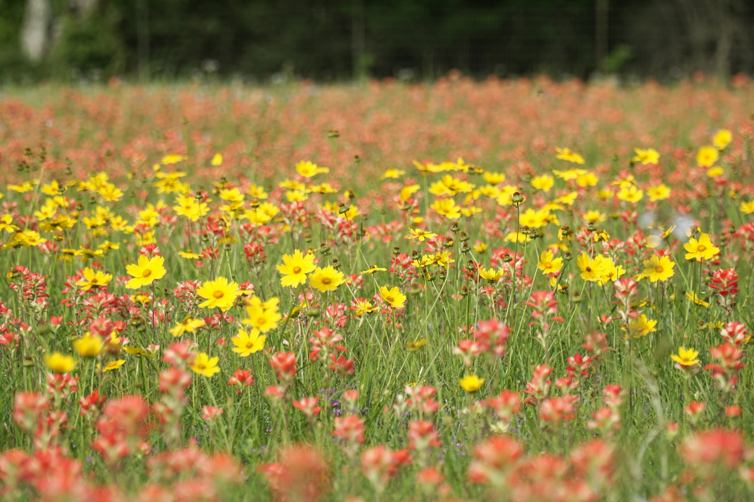 Wildflower Spring Market in Dripping Springs