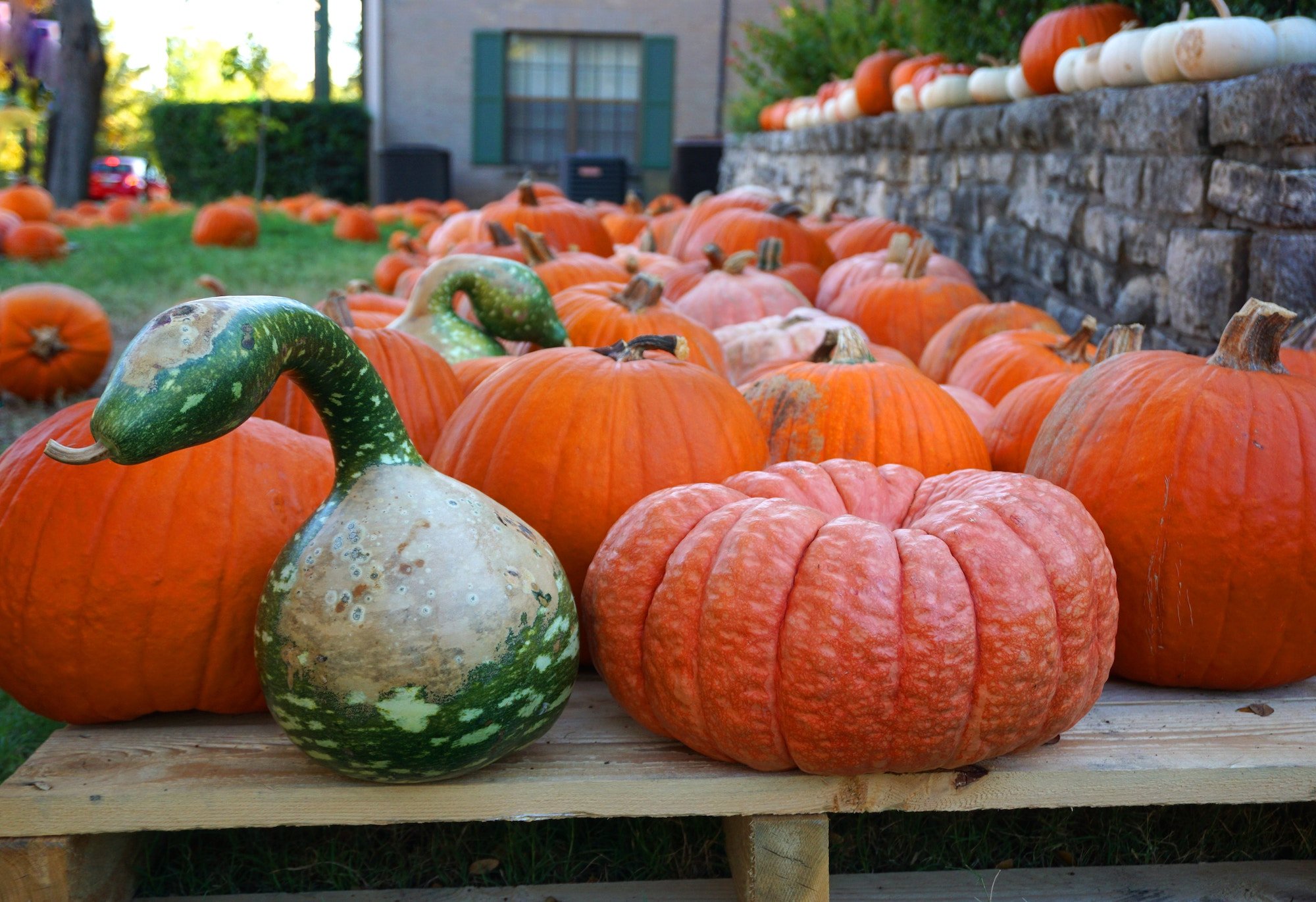 Austin fall events pumpkin patch