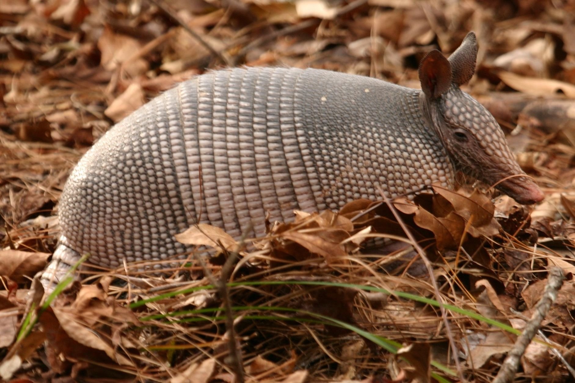 Wildlife in Austin Texas