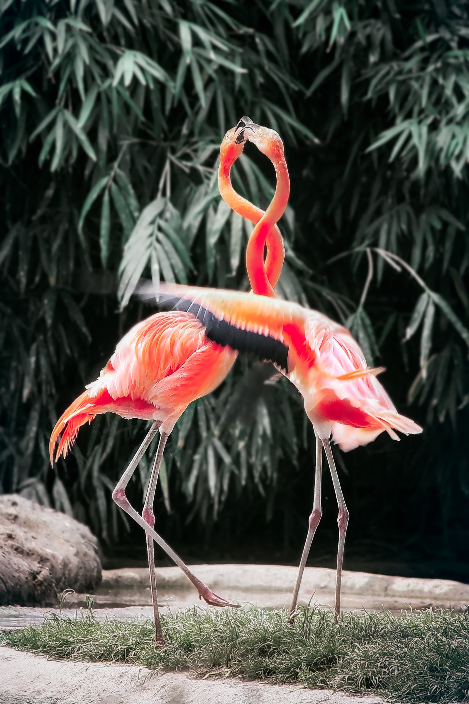 Exotic Resort Zoo
