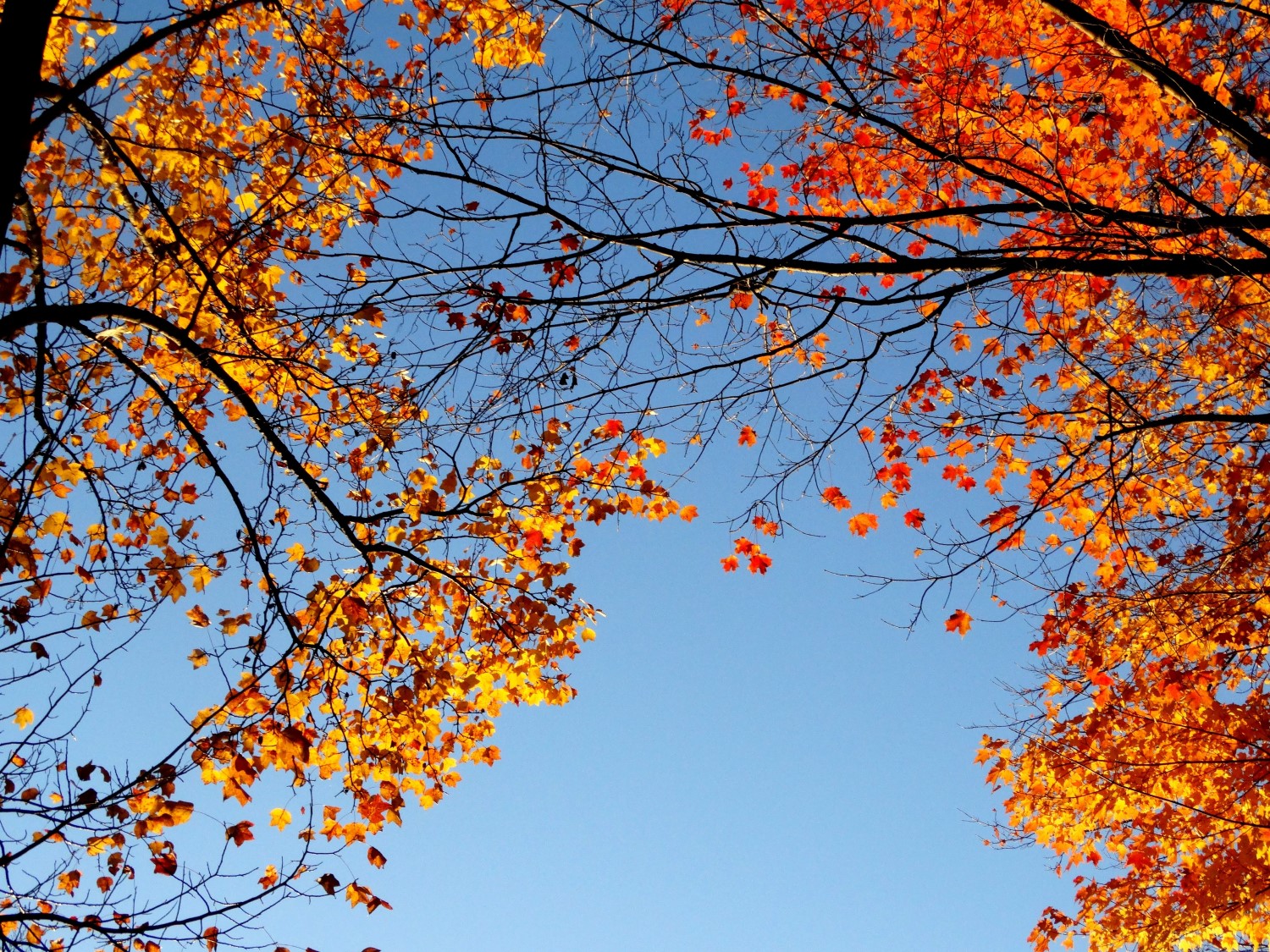 fall things to do in Austin