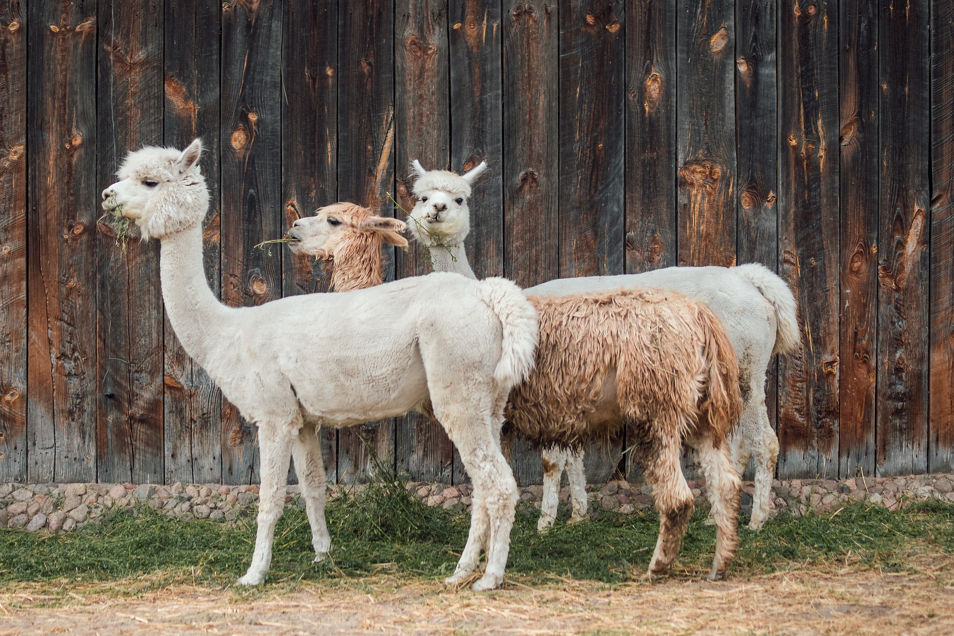 Sundance hill farm alpacas