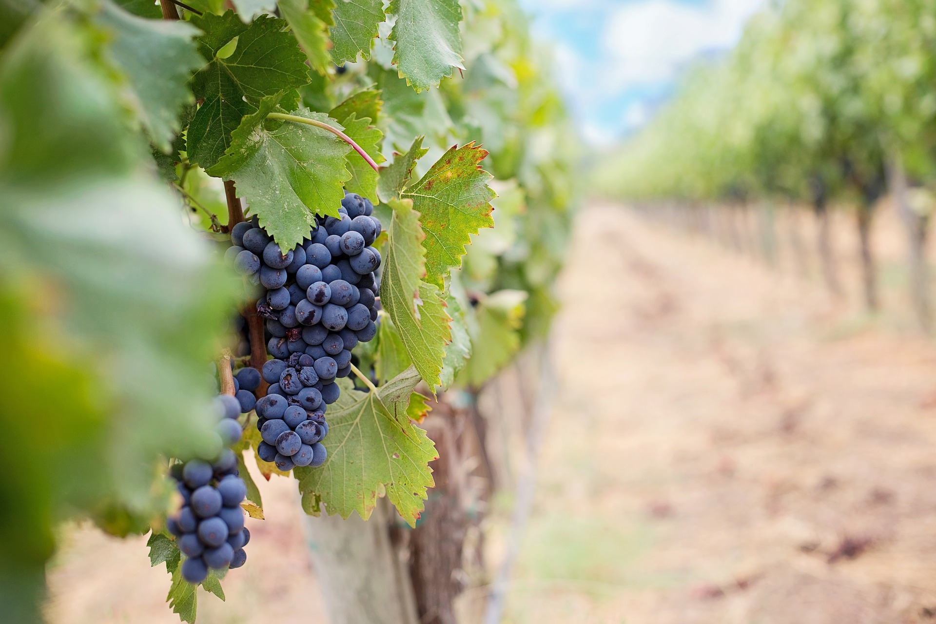 Duchman Family Winery