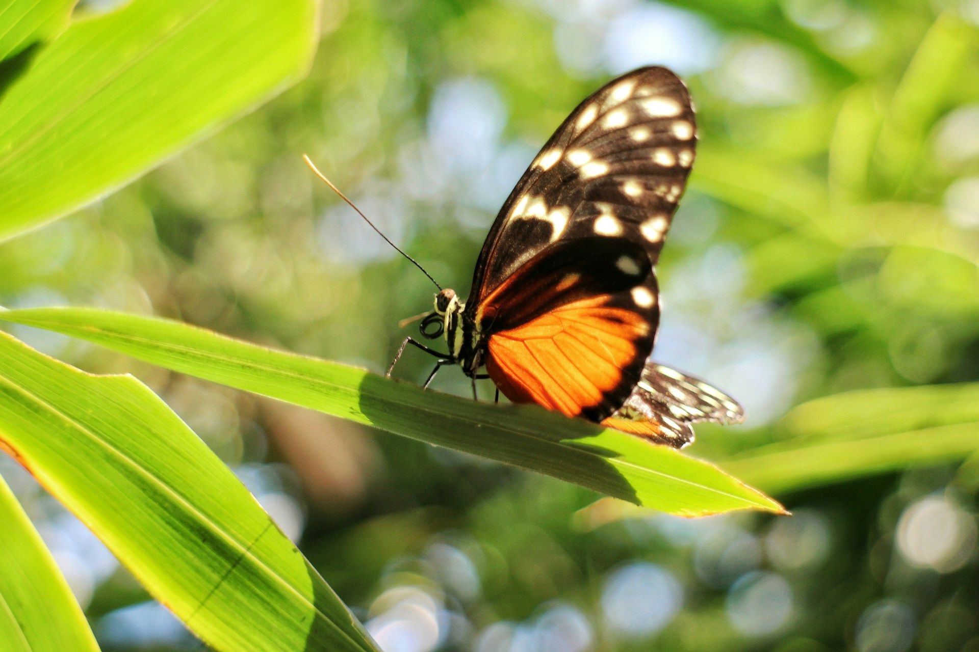 Scottsdale Butterfly
