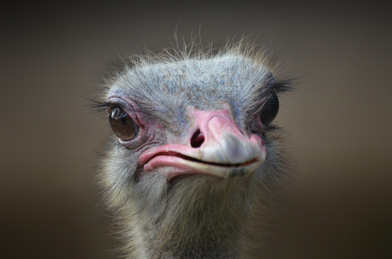 Chandler Ostrich Festival