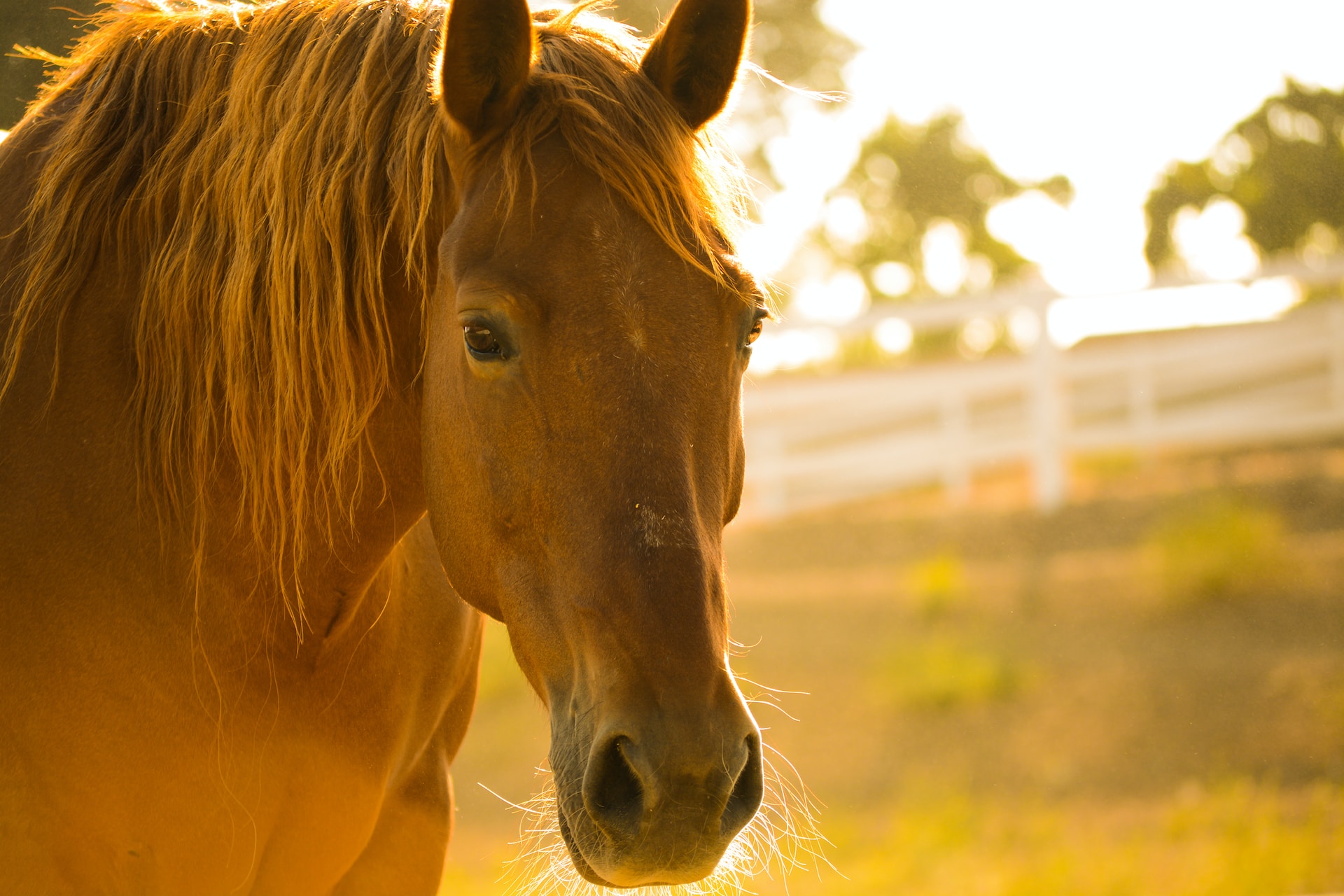 a horse in a field