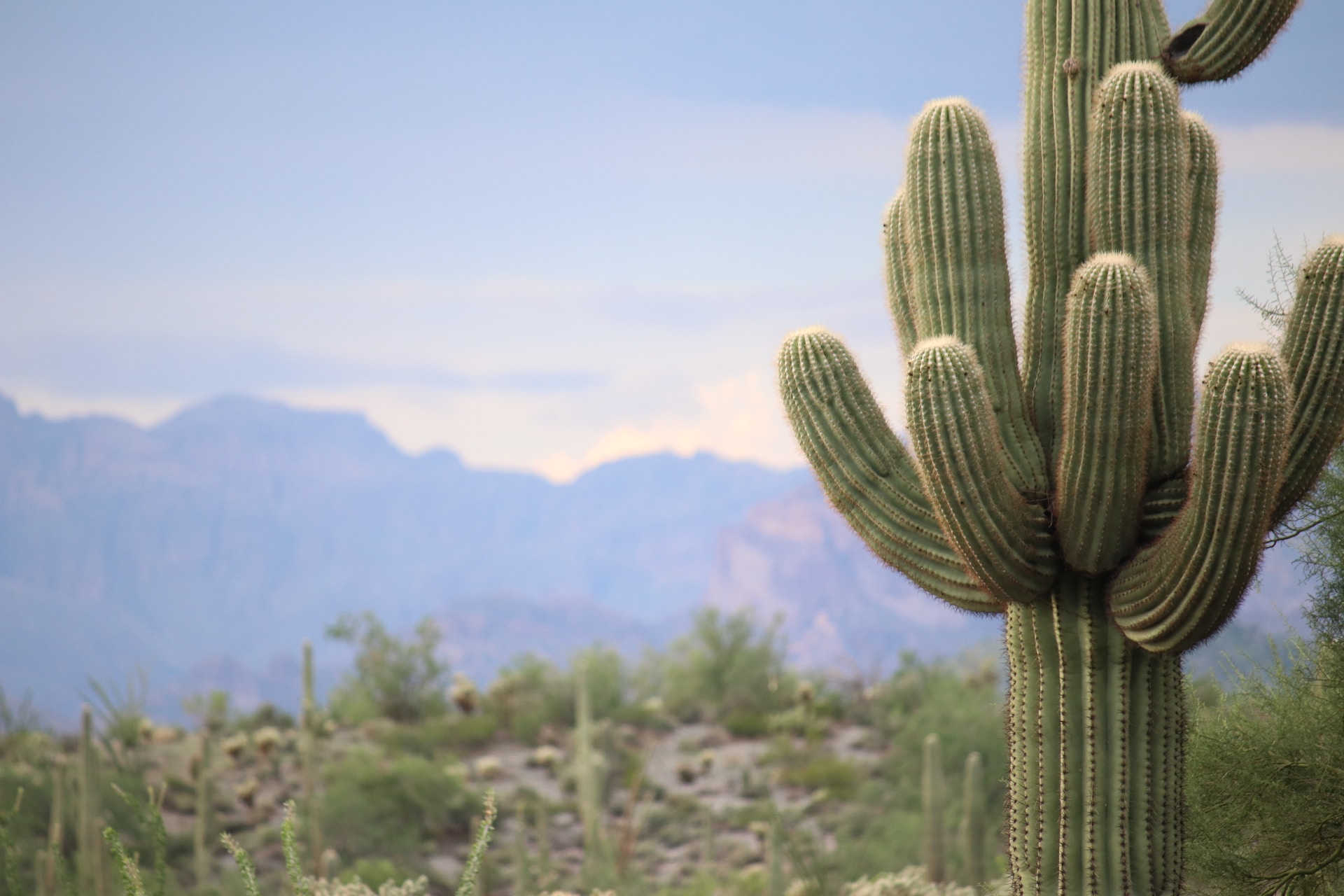 cactus in the Arizona desert