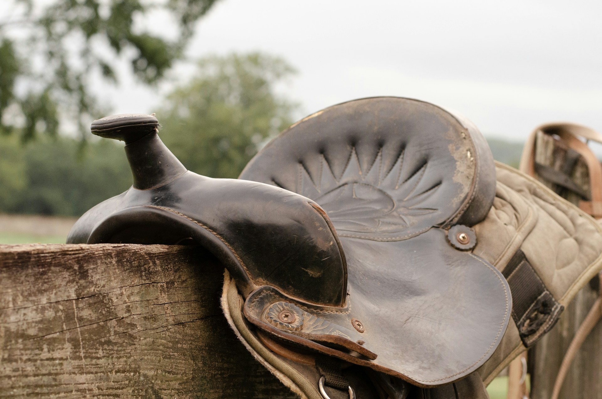 Scottsdale Saddle