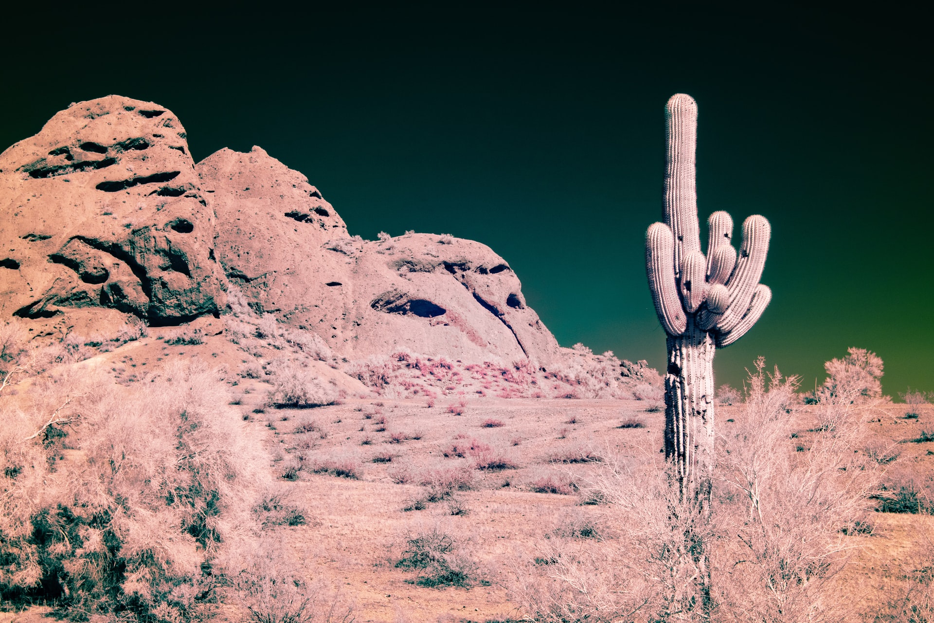 saguaro cactus in the desert